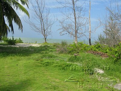 Mangrove Cay, Andros on beach